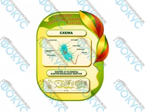 Комплект таблиц по биологии для оформления кабинета биологии