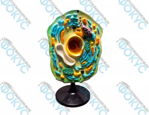 Комплект ботанических моделей демонстрационный для кабинета биологии