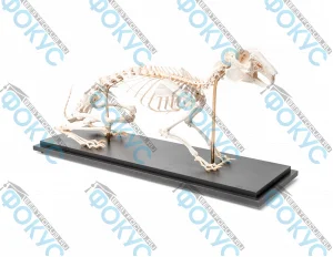 Скелет кролика для кабинета биологии под прозрачным колпаком