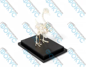 Скелет голубя для кабинета биологии под прозрачным колпаком