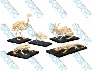 Комплект скелетов различных классов животных для кабинета биологии