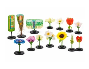 Комплект ботанических моделей демонстрационный для кабинета биологии