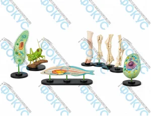 Комплект таблиц по биологии