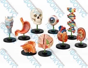 Комплект анатомических моделей демонстрационный для кабинета биологии