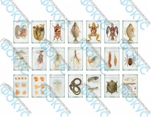 Комплект влажных препаратов демонстрационный для кабинета биологии