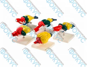 Комплект моделей строения мозга позвоночных для кабинета биологии