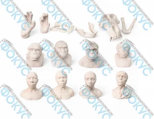 Набор палеонтологических муляжей для кабинета биологии