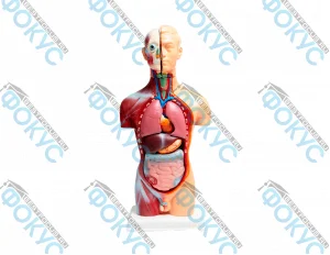 Анатомическая модель торса человека для кабинета биологии